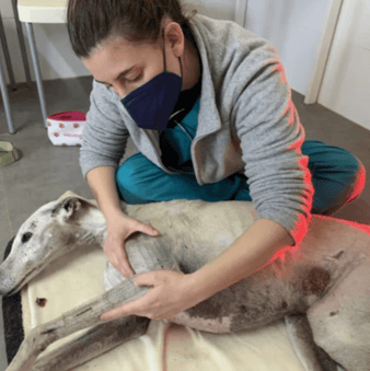 PIC3 BLOG Provet Cloud ES - Artículo 04 (1)