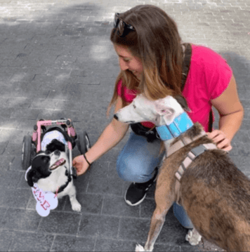 PIC4 BLOG Provet Cloud ES - Artículo 04 (1)