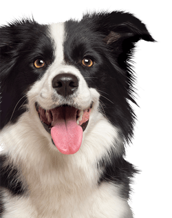 happy border collie-2