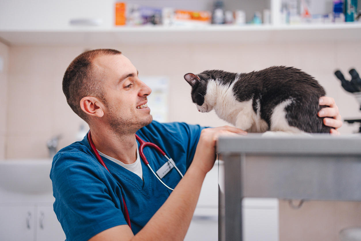 Male veterinarian with cat