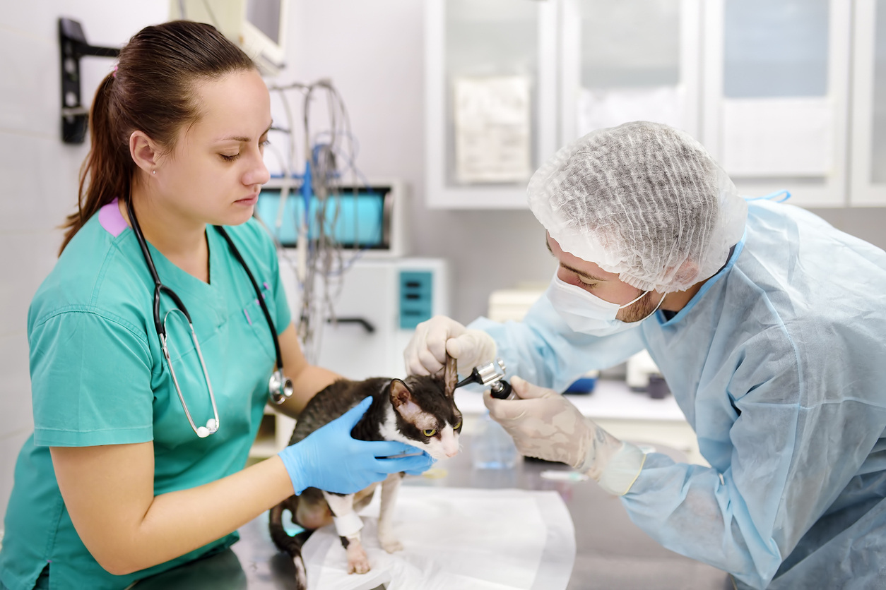Veterinary technician assists veterinarian caring for cat