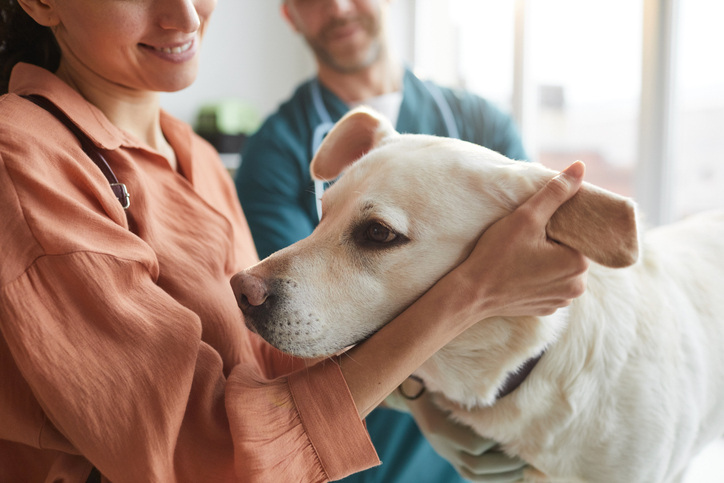 Close up of smiling pet owner and vet stroking dog during exam at vet clinic
