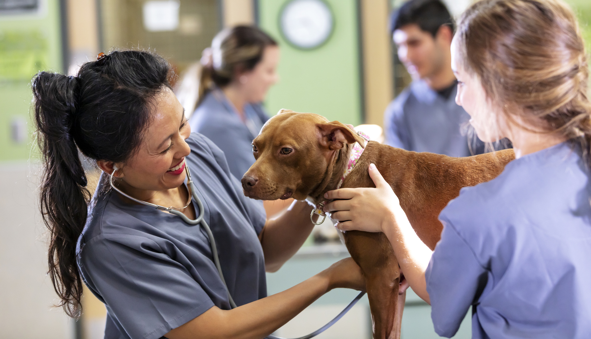 veterinarians-examine-dog