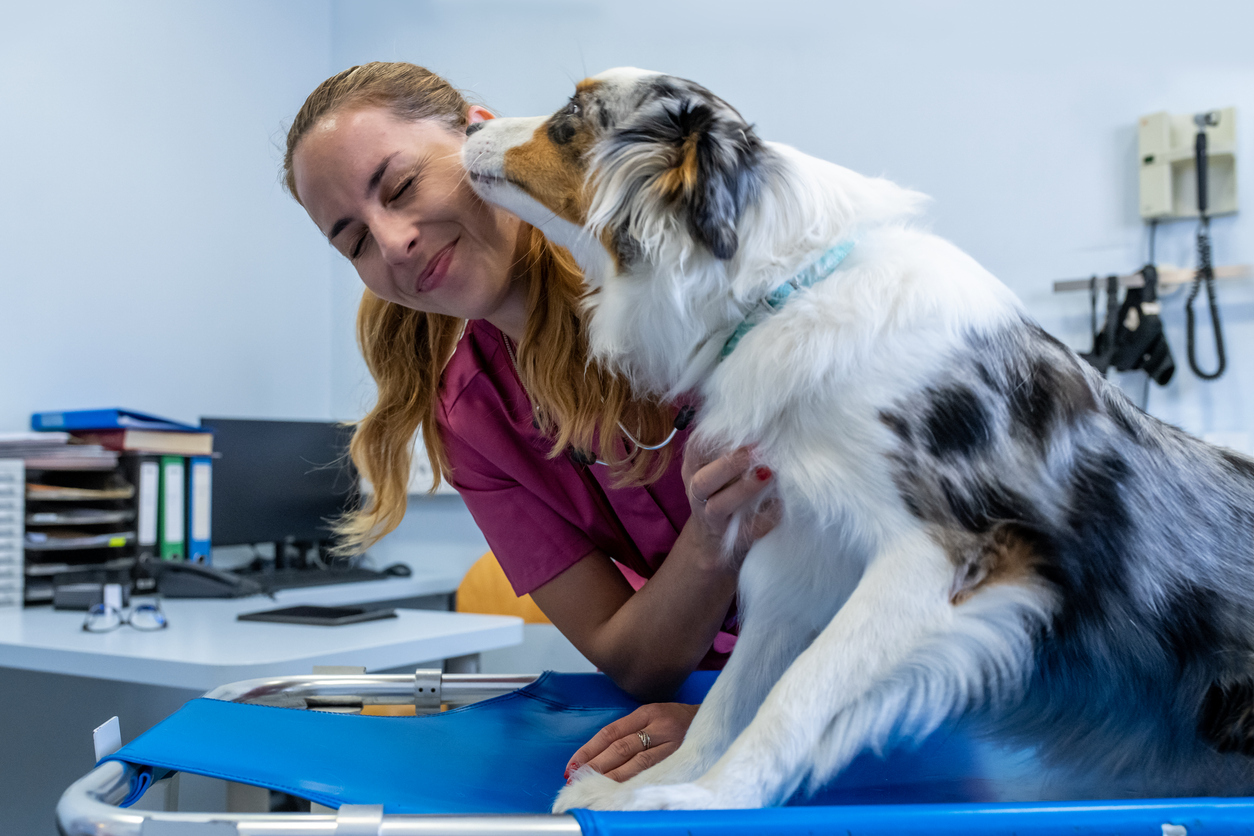 australian-shepherd-dog-kissing-veterinarian
